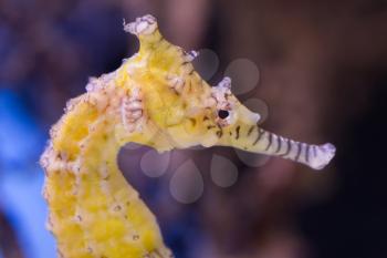 Very young seahorse swimming in the water, selective focus on the eye