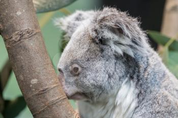 Close-up of a koala bear, selective focus