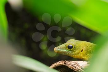 Phelsuma sundbergi, lizard hiding between the leaves