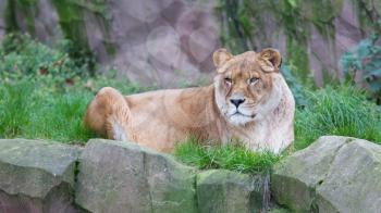 Lion resting in the green grass (Panthera Leo)