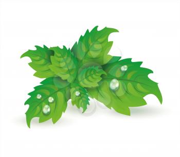 Fresh mint leaves isolated on white background, vector illustration.