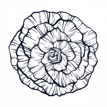 Outline rose illustration