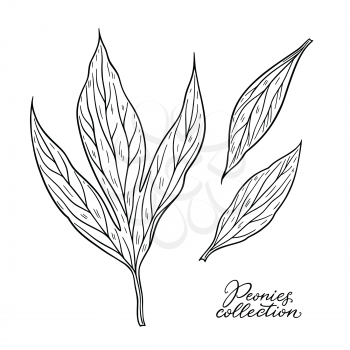 Peony leaves hand drawn in lines. Black and white graphic doodle sketch floral vector illustration. Isolated on white background