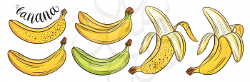Hand drawn bananas set, isolated on white background. Decorative doodle vector illustration