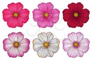 Cosmos flowers set. Hand drawn vector illustration