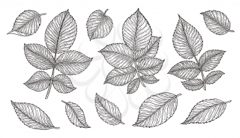 Rose flower leaves hand drawn in lines. Black and white monochrome graphic doodle elements. Isolated vector illustration, template for design
