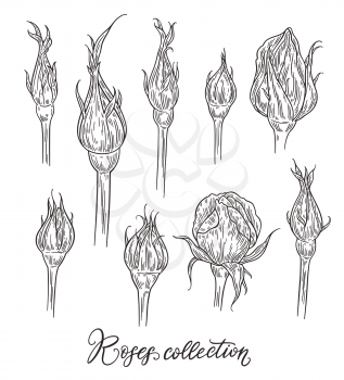 Rose flower buds hand drawn in lines. Black and white monochrome graphic doodle elements. Isolated vector illustration, template for design