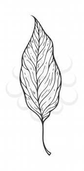 Falling leaves vector illustration. Decorative graphic black outline autumn leaves collecton isolated on white background. Hand drawn organic lines