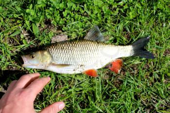 image of beautiful caught fish chub and a hand