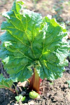 Young sprout of a rhubarb progrown from the ground in the spring