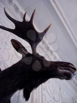 image of stuffed animal of elk on the wall