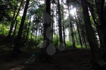 bright beam of light forces its way through dense trees in the forest