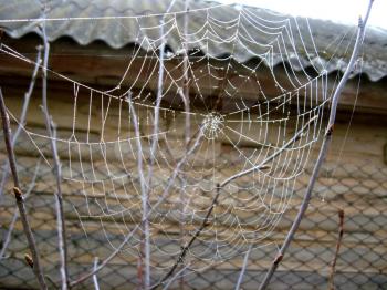 Beautiful spider's web with drops of dew near the house