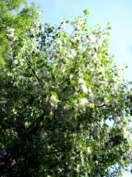 A lot of poplar down on a tree