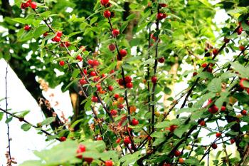 image of red berry of Prunus tomentosa hanging on the branch