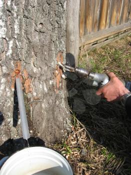 extraction of useful birch juice in the spring