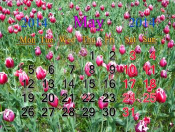 calendar for May of 2014 on the background of tulips on the flower-bed