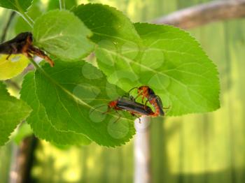 Pair of motley bugs on the leaf of nettle making love