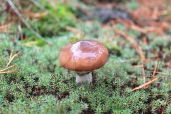 some nice mushroom in the green moss