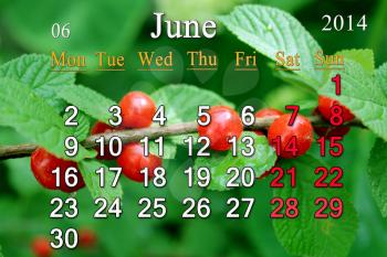 calendar for the June of 2014 on the background of red berries of Prunus tomentosa