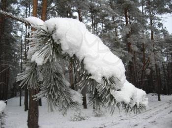 Winter landscape in the wood with pines and snowdrifts