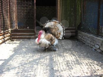 image of important turkey-cock in a zoo