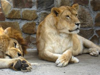 image of lion and lioness having a rest in the zoo