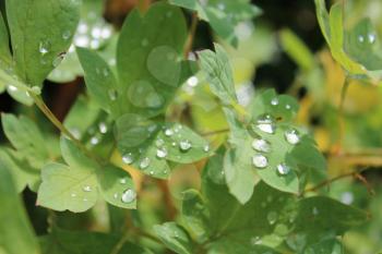 transparent drops of water on a green leaf of plant