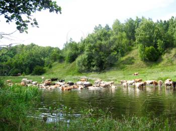 Landscape with the river and watering of cows