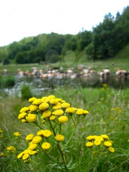 Small yellow camomiles on a background of a watering place of cows
