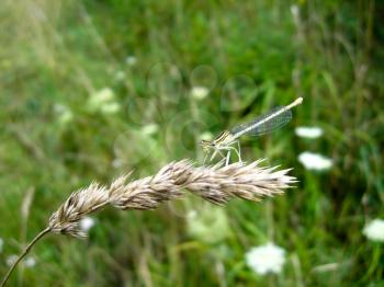 a little dragonfly sitting on the spikelet