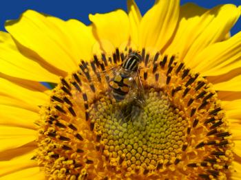 The yellow fly on a yellow sunflower on the sky background