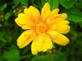 beautiful yellow flower of calendula after rain