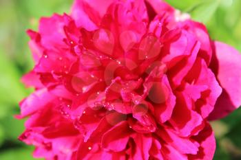 beautiful pink flower of peony in the garden