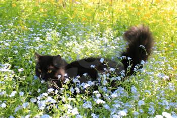 image of black cat with white tie in the bush