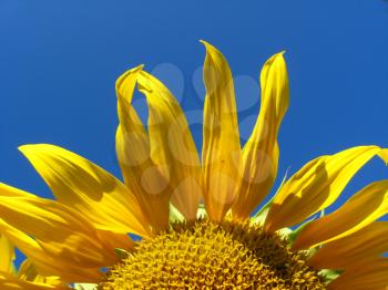 fragment of the beautiful sunflower on the blue sky background