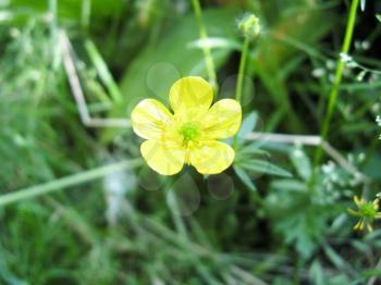 lonely beautiful yellow buttercup