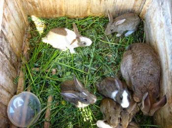 brood of the little young amusing rabbits
