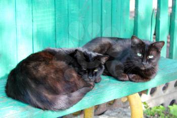 two black cat laying on the rural bench