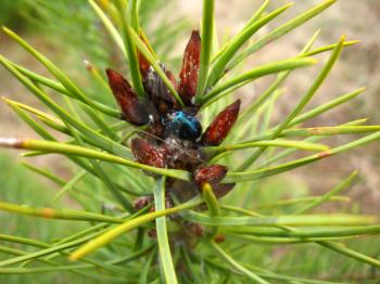 The beautiful motley bug has hidden on kidneys of a pine
