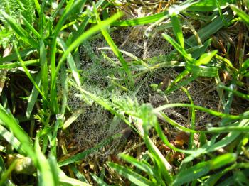 spider's web with dew on the green background of grass