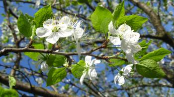 Blossoming tree of plum on a background of the blue sky