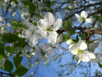 Blossoming tree of plum on a background of the blue sky