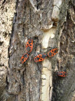 Pair of the motley bugs on the bark