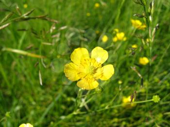 the image of  lonely beautiful yellow buttercup