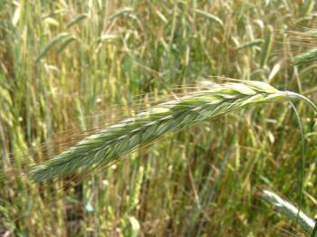 the image of the field of spikelets of the wheat
