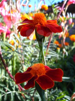 pair of beautiful flowers of motley and velvet tagetes