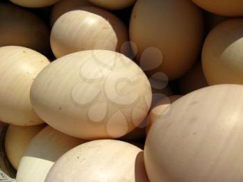 the image of a lot of eggs of the hen