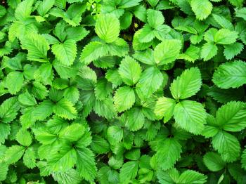 Photo of green background from leaves of a strawberry