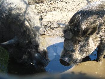Two greater pigs splashing in a pool
